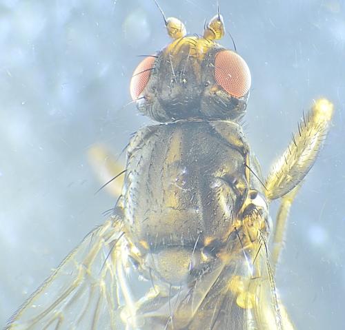 Copromyza equina